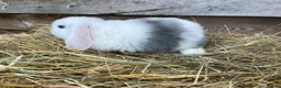 Mini Lop rabbits for sale: Gorgeous Mini lops  - Advert 16