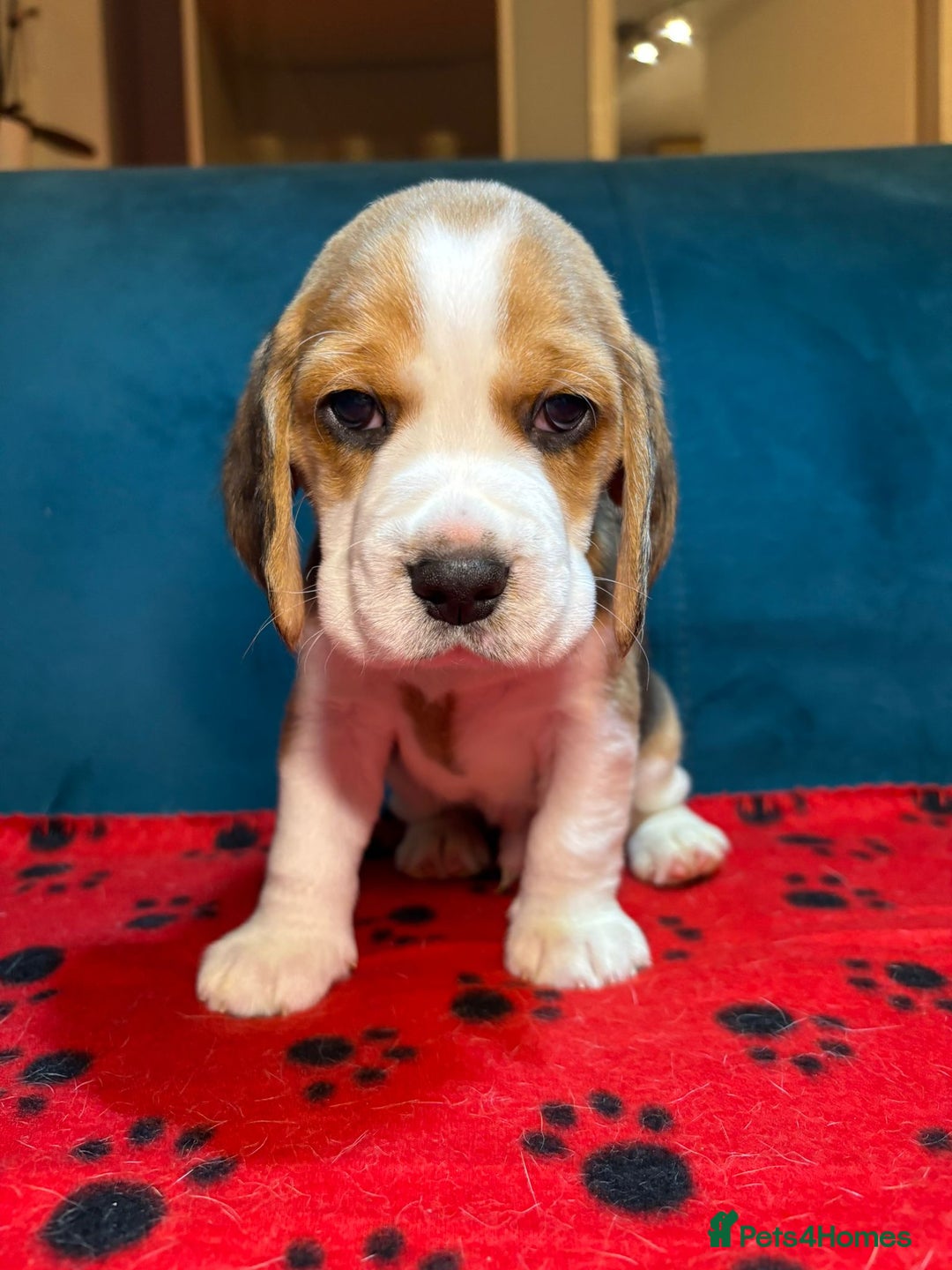 Beagle dogs for sale: Adorable Beagle Puppies for Sale - Advert 20