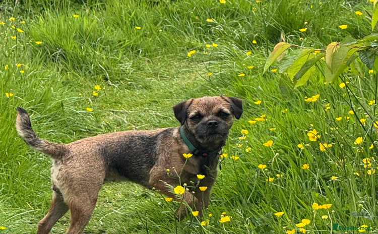 Border Terrier dogs - Advert 1