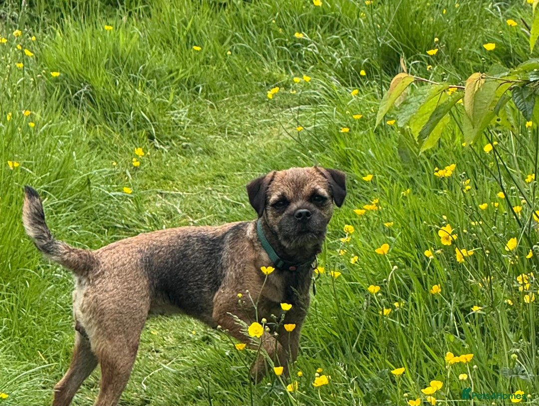 Border Terrier dogs for sale: Border Terrier KC Reg puppies - Image 1