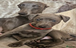Whippet dogs for sale: KC Registered Blue Laguna Whippets - Image 30