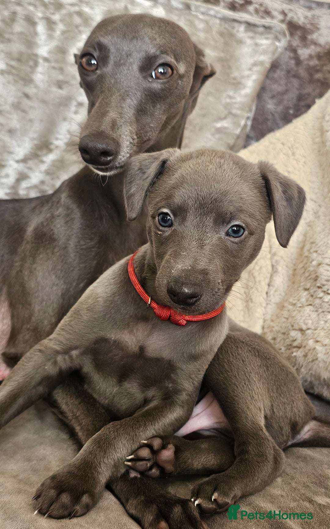Whippet dogs for sale: KC Registered Blue Laguna Whippets - Image 30
