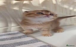 Scottish Fold cats for sale: EXCLUSIVE Golden-cinnamon Show quality. Best in UK - Image 13