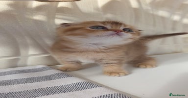 Scottish Fold cats - Advert 15