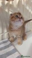 Scottish Fold cats - Advert 15