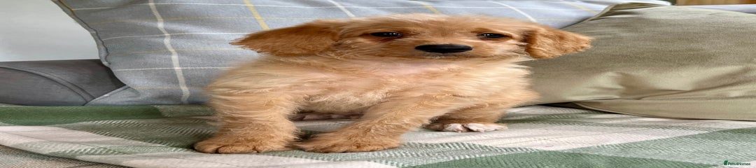 Labradoodle Puppy 1