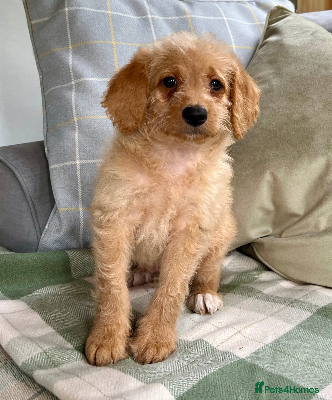Labradoodle dogs for sale: Stunning F1b mini labradoodles  - Image 17