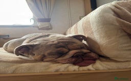 English Bulldog dogs for sale: Millie moo  - Image 3