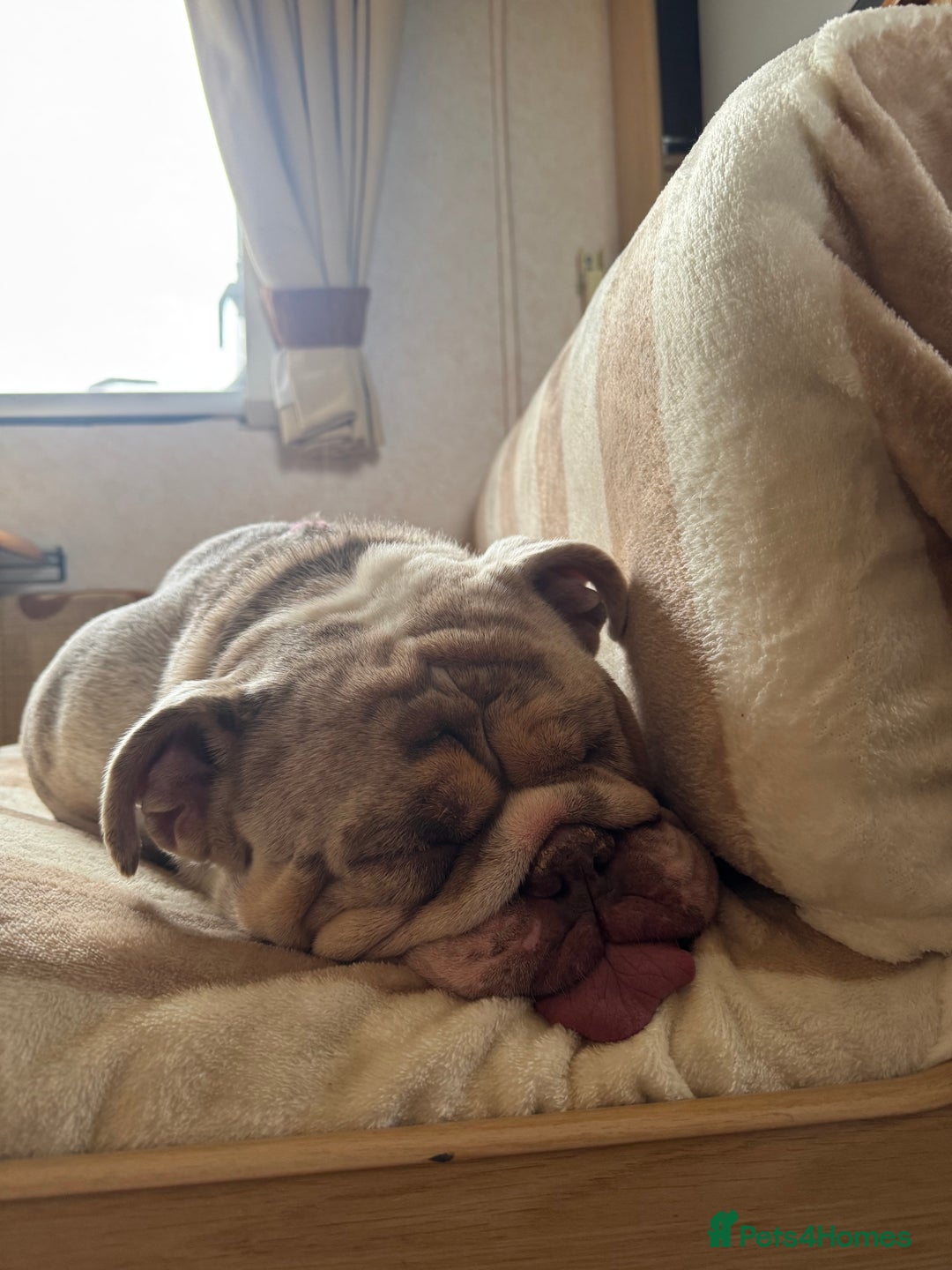 English Bulldog dogs for sale: Millie moo  - Image 3