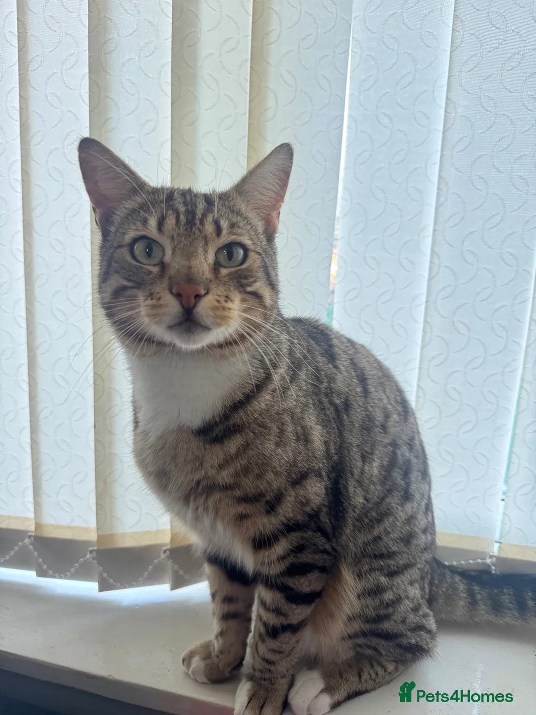 Mixed Breed cats for sale: Cross breed Bengal 5 year old male  in High Wycombe - Advert 3