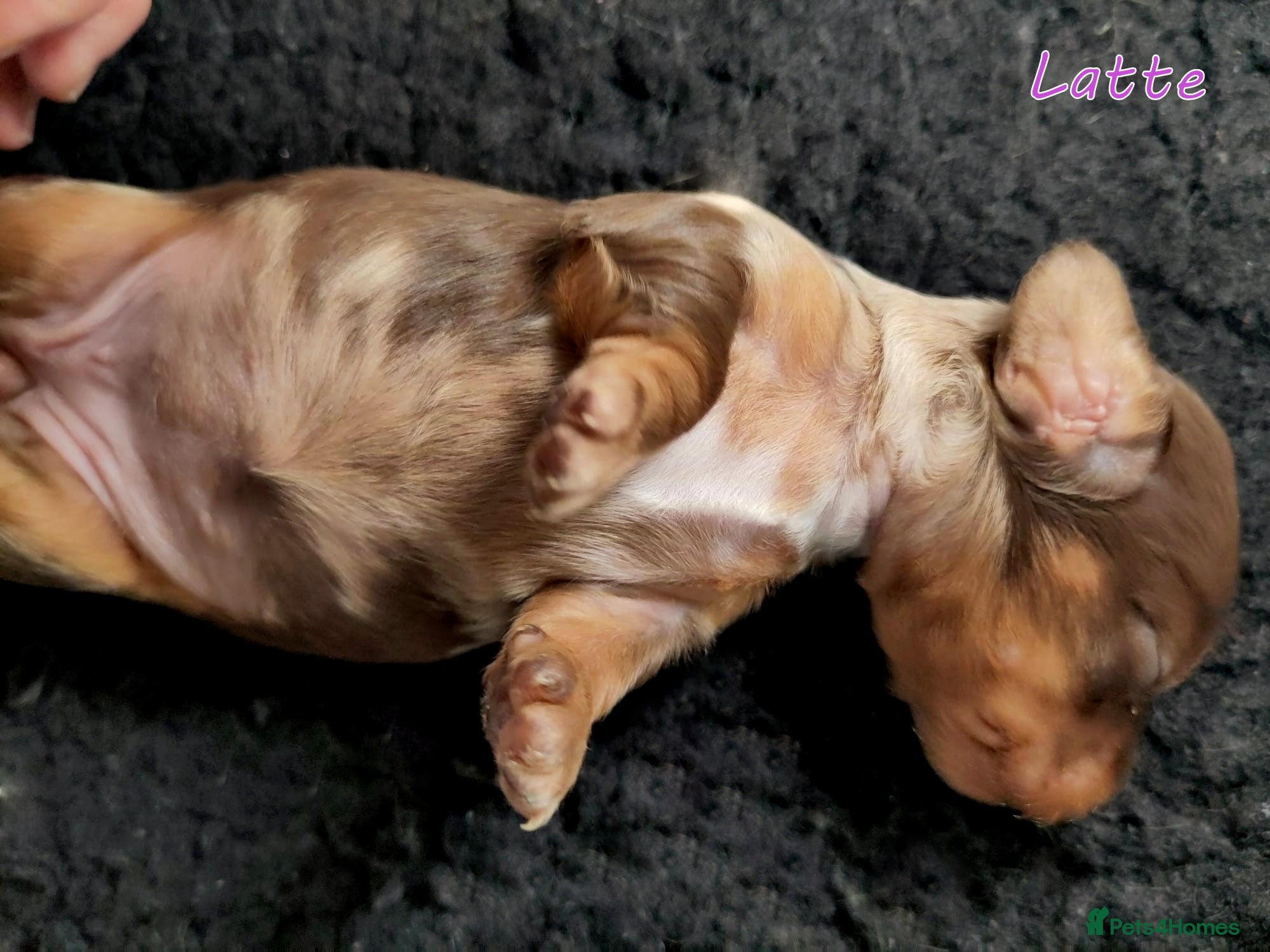 Miniature Dachshund dogs 🌟Dapple & Black Tan PRA Clear KC reg – June 26🌟 - Advert 1