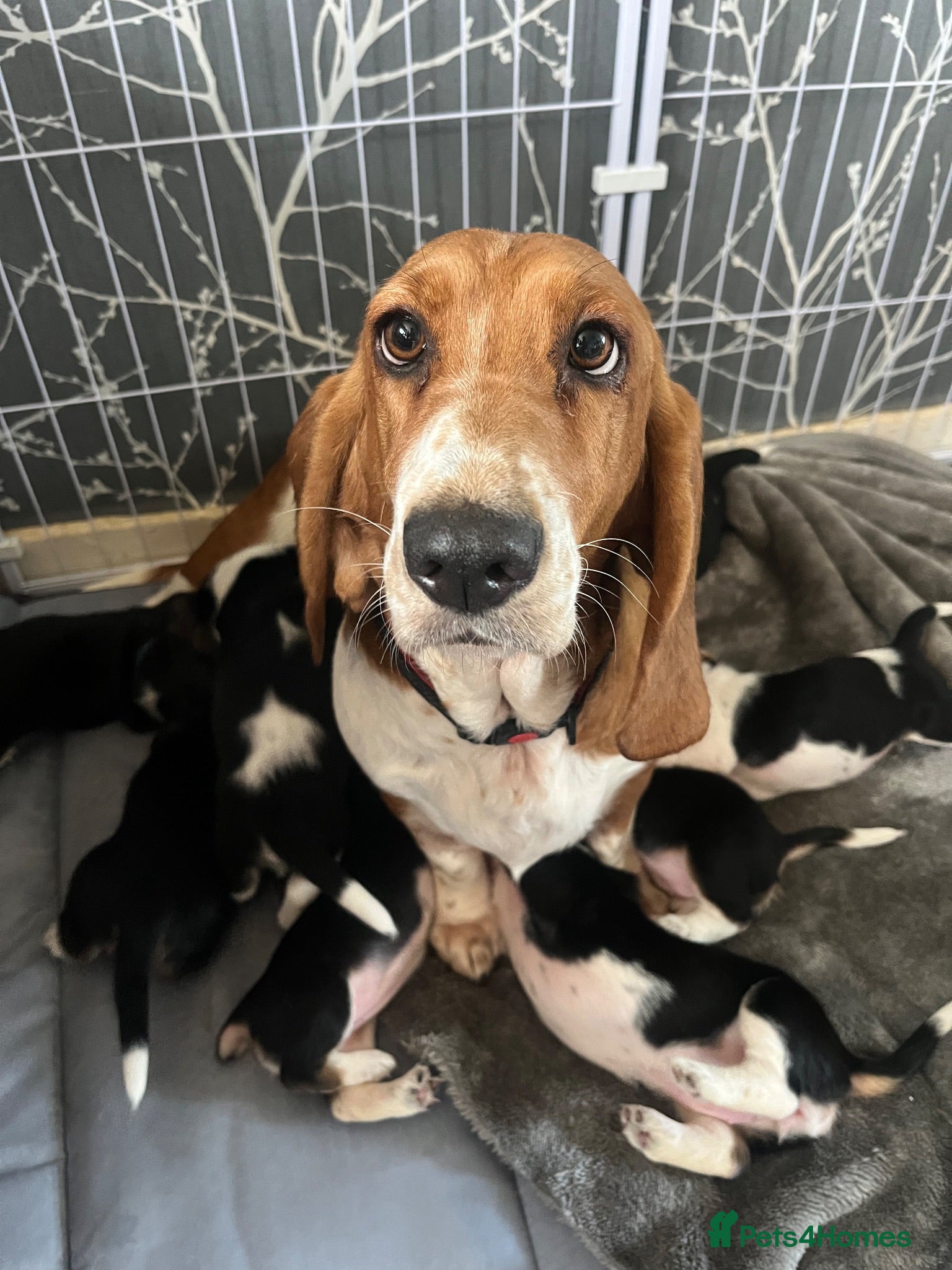 Basset Hound dogs Beautiful KC registered basset hounds - Advert 8