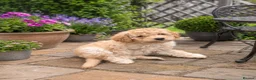 Labradoodle dogs for sale: Multi generation miniature Labradoodle - Advert 39