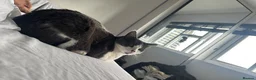 Domestic Shorthair cats for sale: Silver 1 year old in London - Advert 5