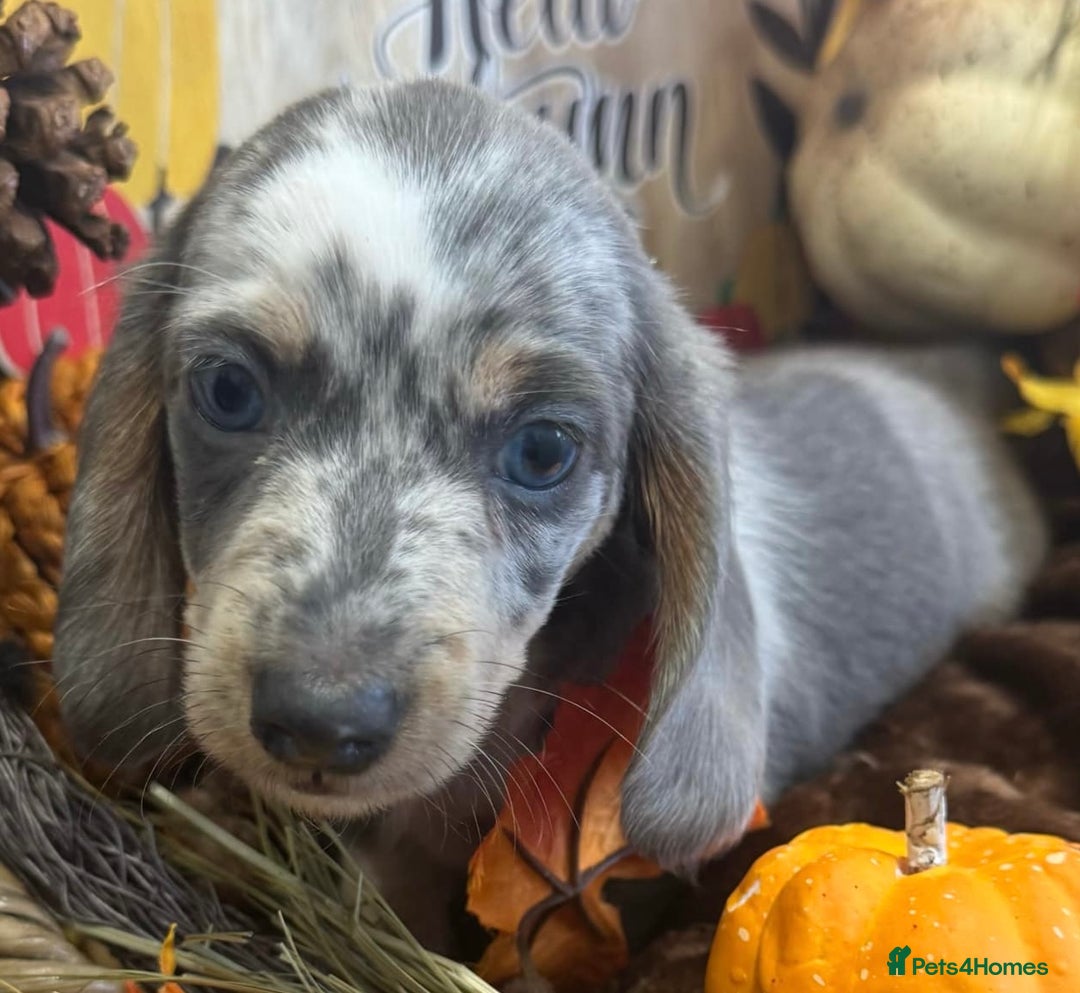 Miniature Dachshund dogs for stud: 👑✨💜PRIZE PRINCE OZZY💜✨👑 ISABELLA MINI ✨ - Advert 6