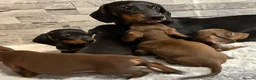Miniature Dachshund dogs for sale: Miniature dachshund puppies  - Advert 9