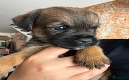 Border Terrier dogs for sale: Border Terriers - Image 9
