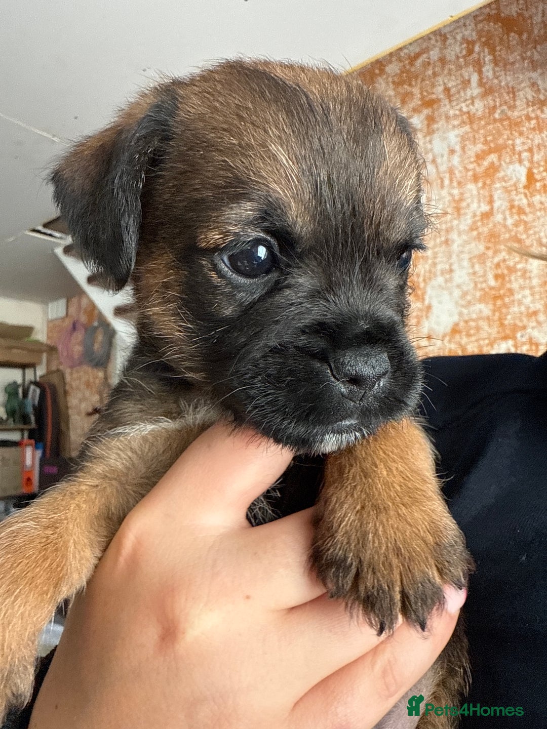 Border Terrier dogs for sale: Border Terriers - Image 9