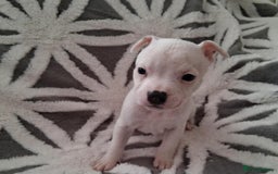 Staffordshire Bull Terrier dogs for sale: Staffordshire Puppies - Image 6