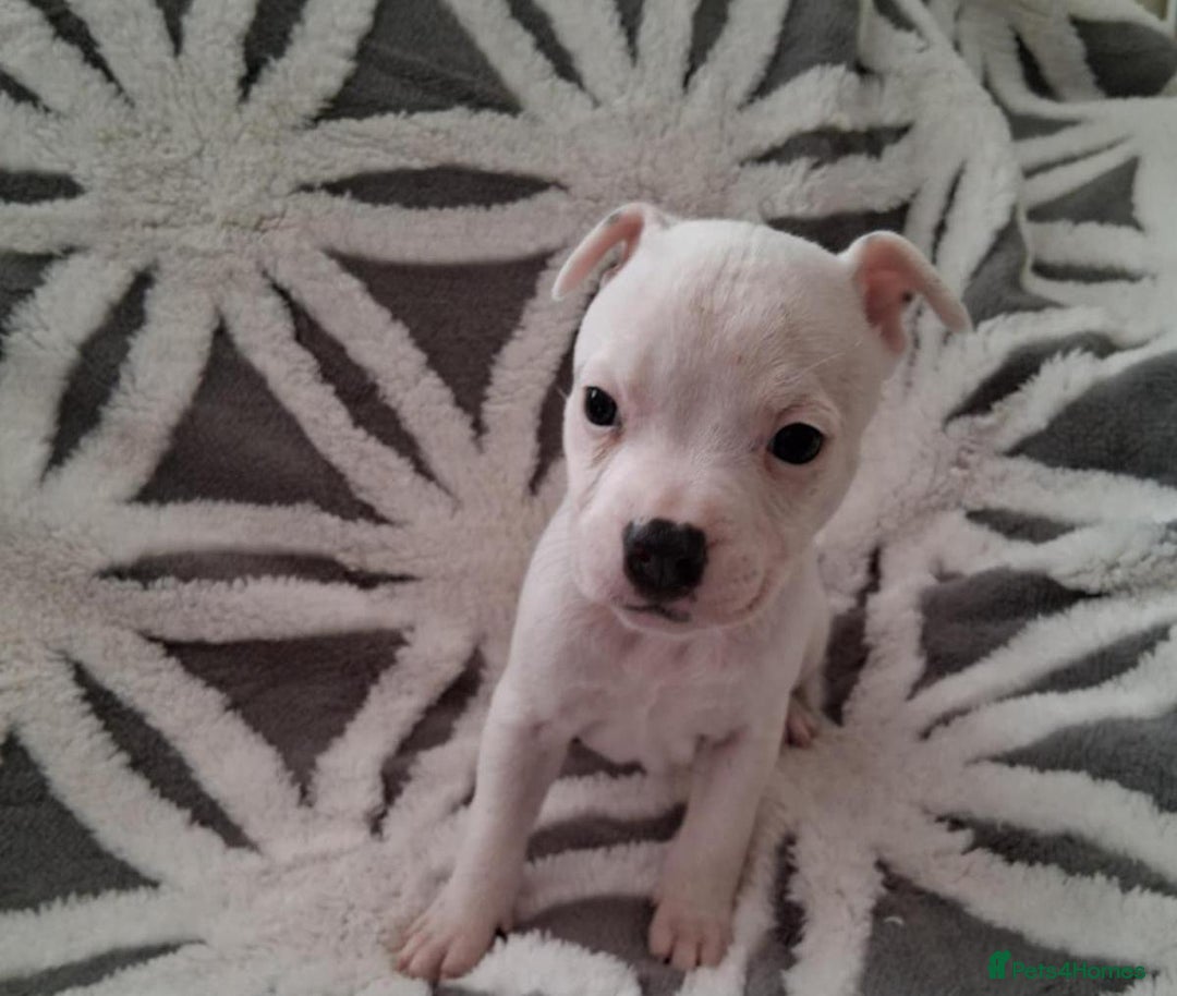 Staffordshire Bull Terrier dogs for sale: Staffordshire Puppies - Image 6