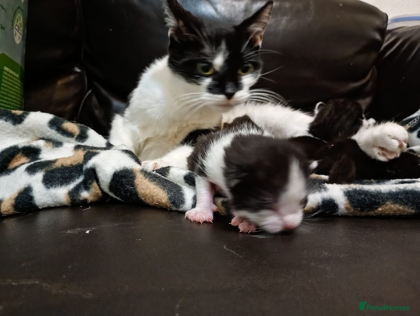 Mixed Breed cats Gorgeous kittens for new homes - Advert 5