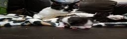 Mixed Breed cats for sale: Gorgeous kittens for new homes - Advert 1