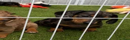Miniature Dachshund dogs for sale: 6 beautiful miniature dachshund  in Wickford - Advert 19