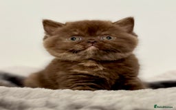 British Shorthair cats for sale: Exceptional BSH Girls, Champion Bloodlines - Advert 8
