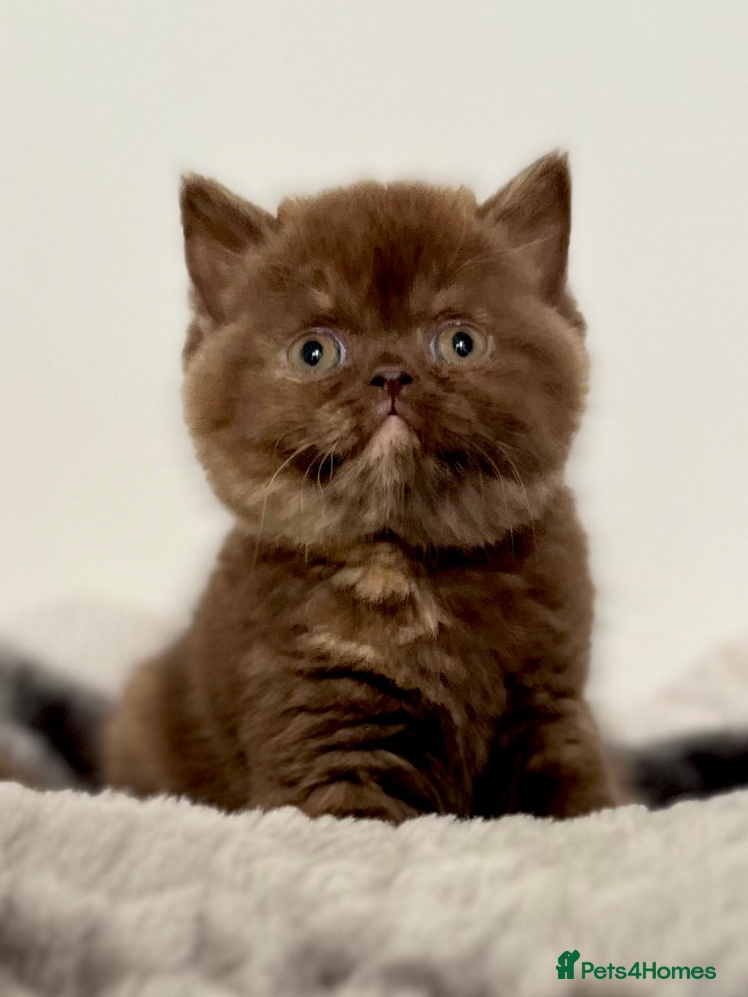 British Shorthair cats for sale: Exceptional BSH Girls, Champion Bloodlines - Advert 8