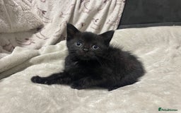 British Shorthair cats for sale: 2 british shorthair boys - Image 4