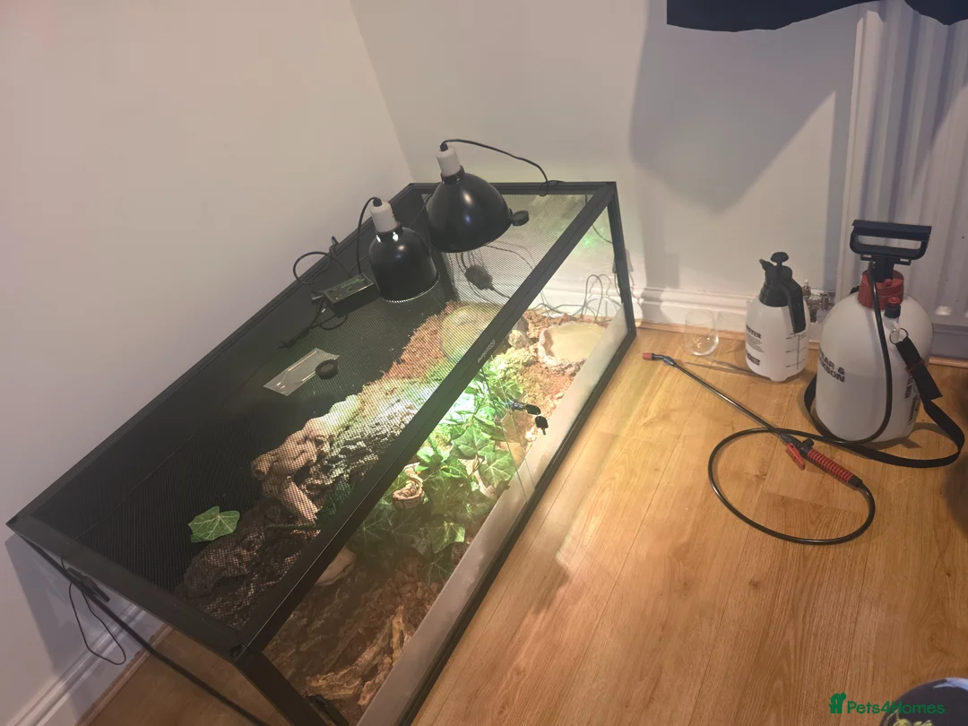 Python Snake reptiles for sale: Royal Python and full setup in Whitby - Advert 2