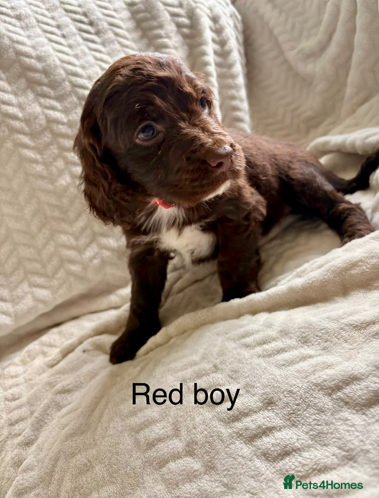 Cockapoo dogs Cockapoo’s F1B ready Tuesday - Advert 6