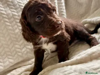 Cockapoo dogs Cockapoo’s F1B ready Tuesday - Advert 6