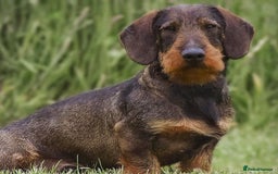 Dachshund dogs for sale: wirehaired dachshunds (teckels) - Image 34
