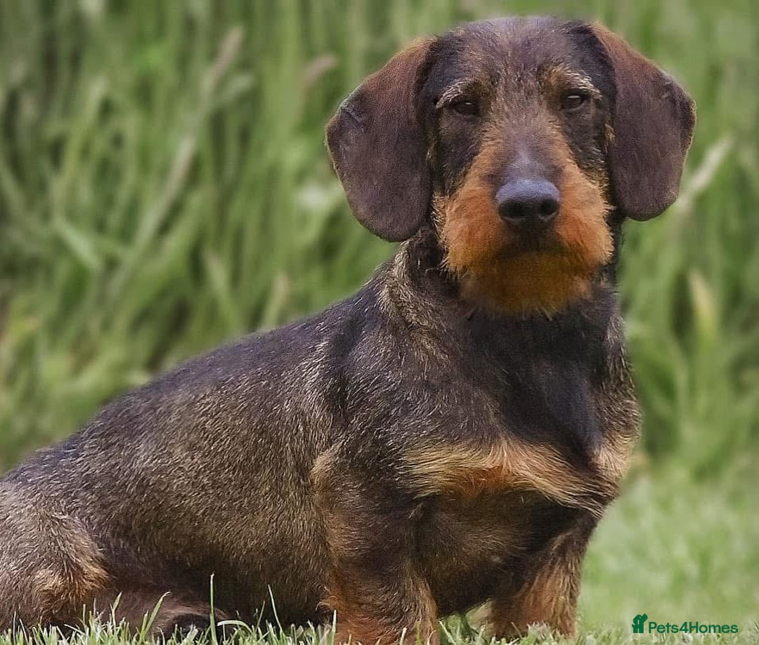 Dachshund dogs for sale: wirehaired dachshunds (teckels) - Image 34