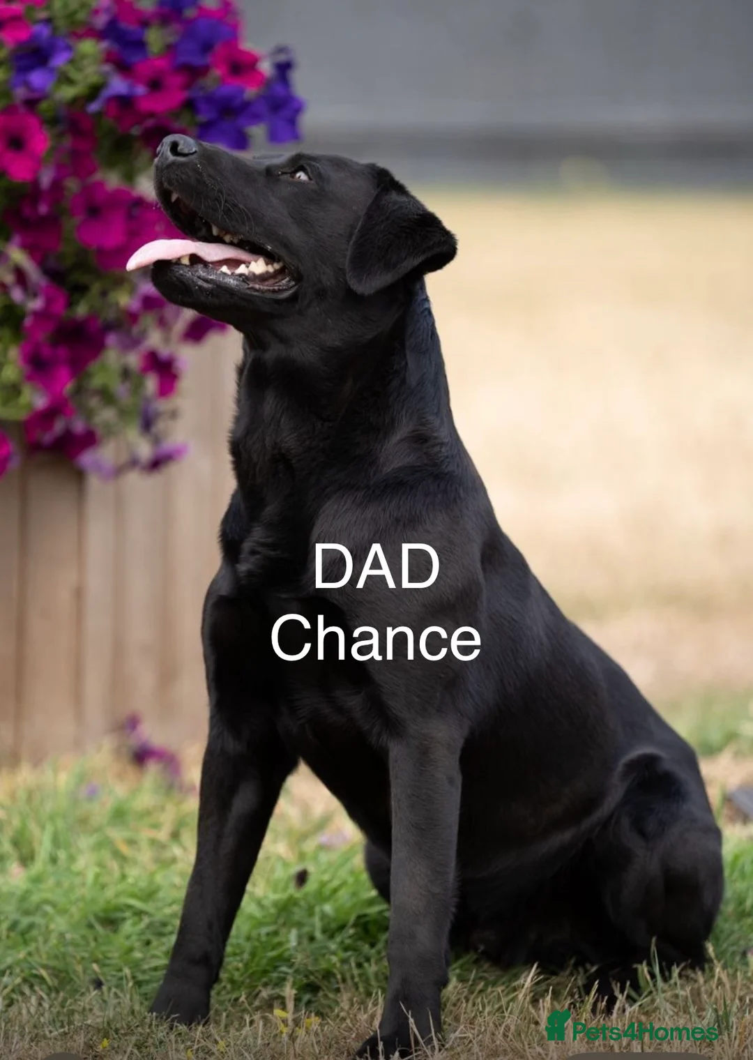 Labrador Retriever dogs for sale: WAIT LIST for hopeful KC reg litter  - Advert 2