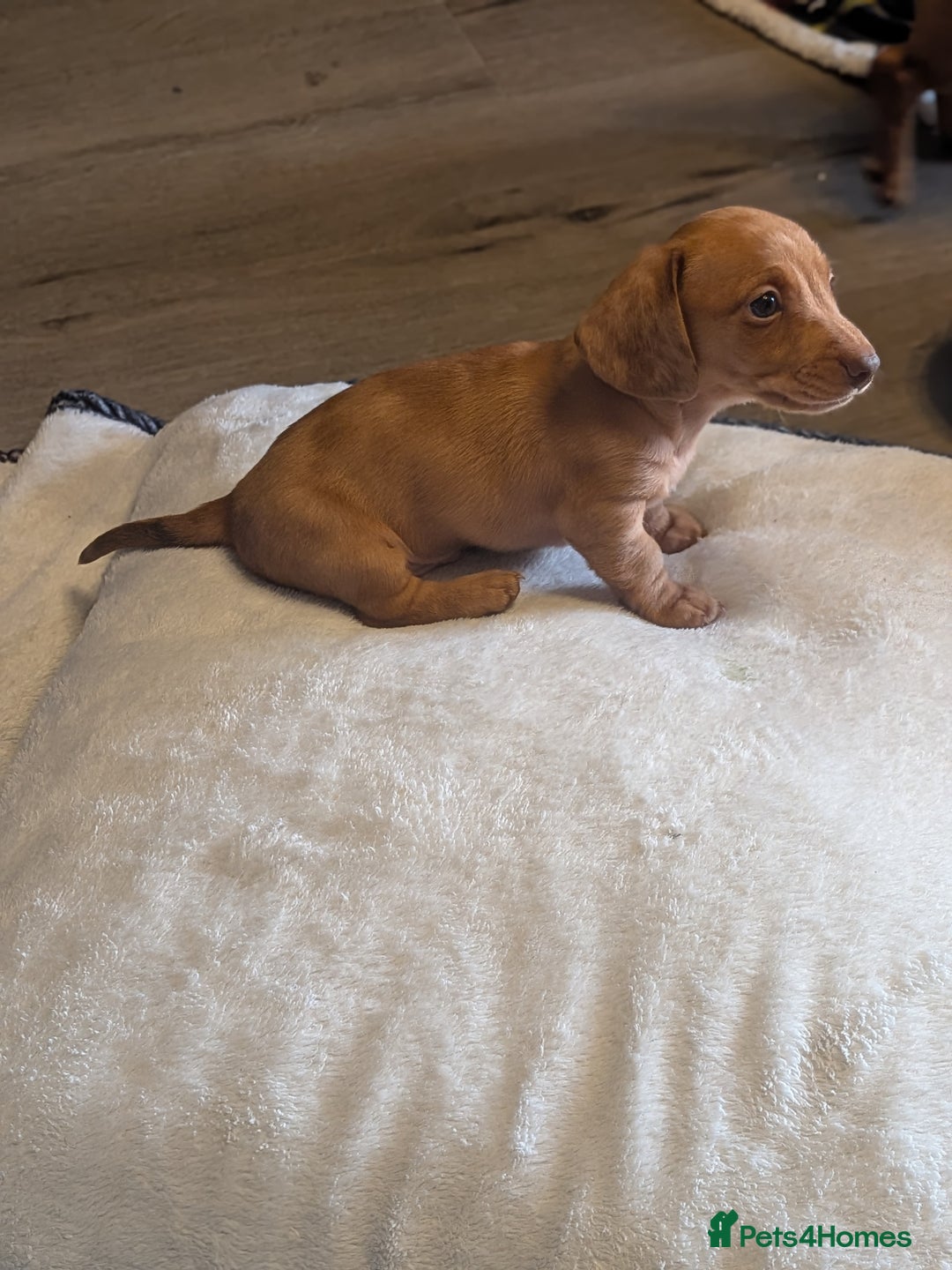 Dachshund dogs for sale: Dachshund puppies  - Advert 19