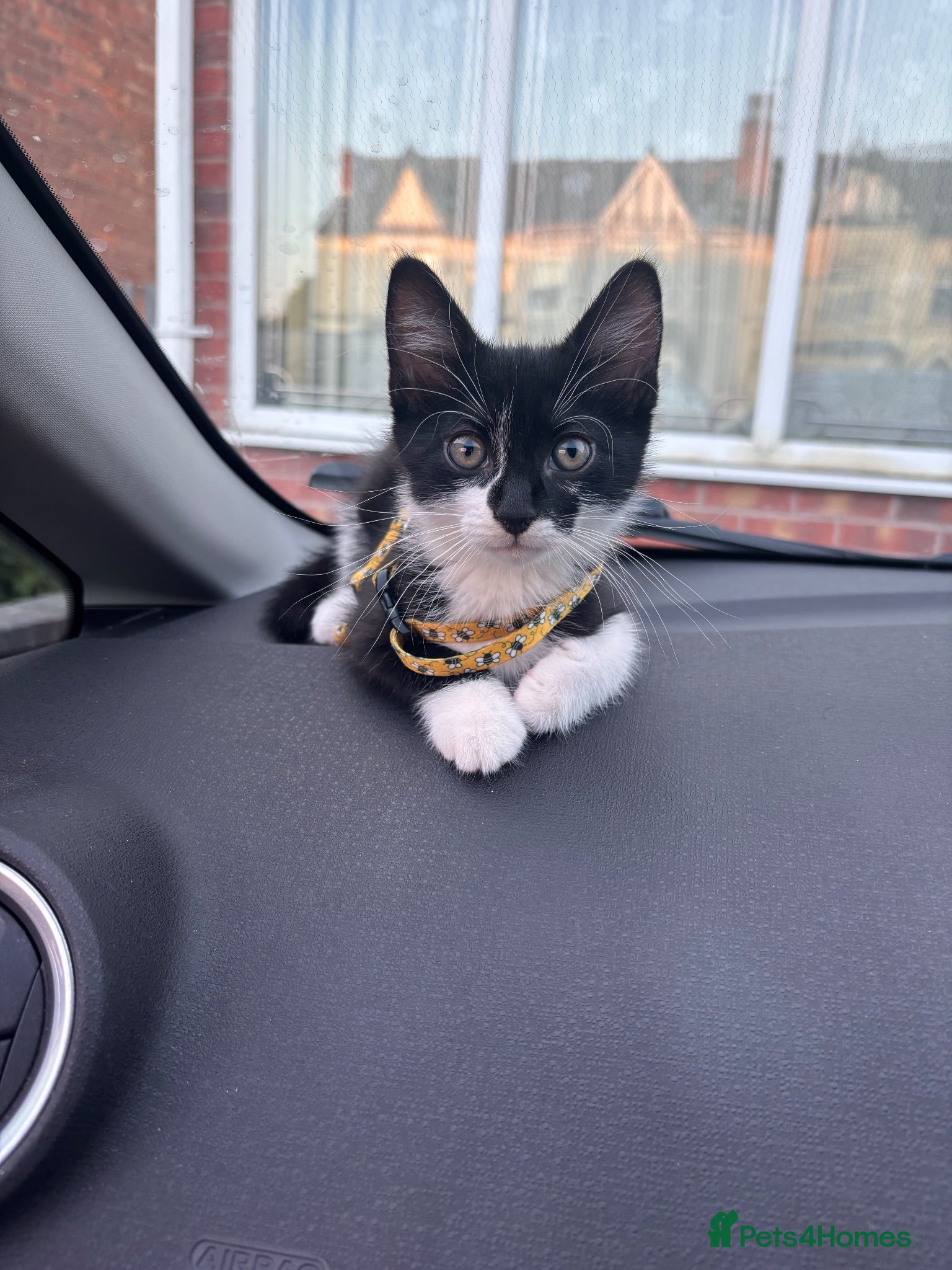 Mixed Breed cats Kitten - Advert 3