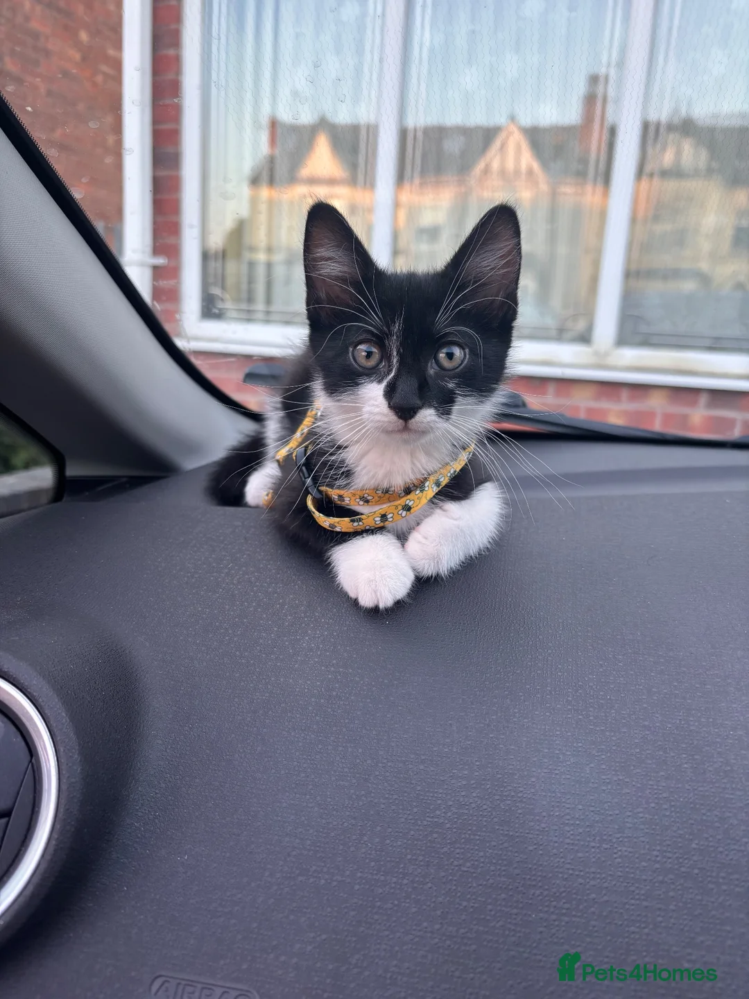 Mixed Breed cats for sale: Kitten in Birmingham - Advert 1
