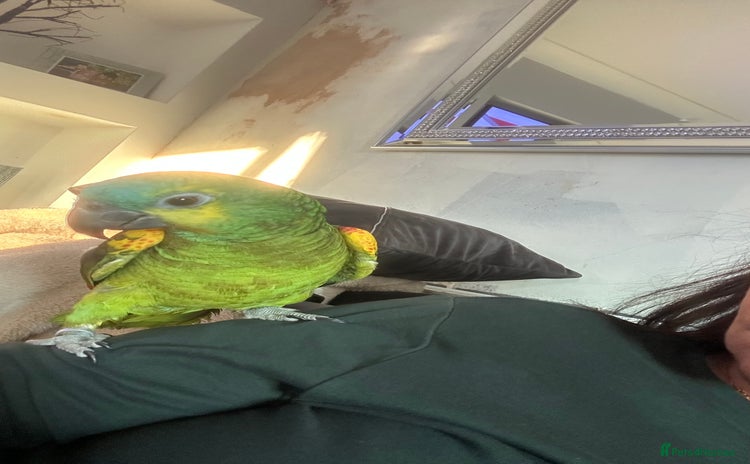 Parrots birds - Advert 1