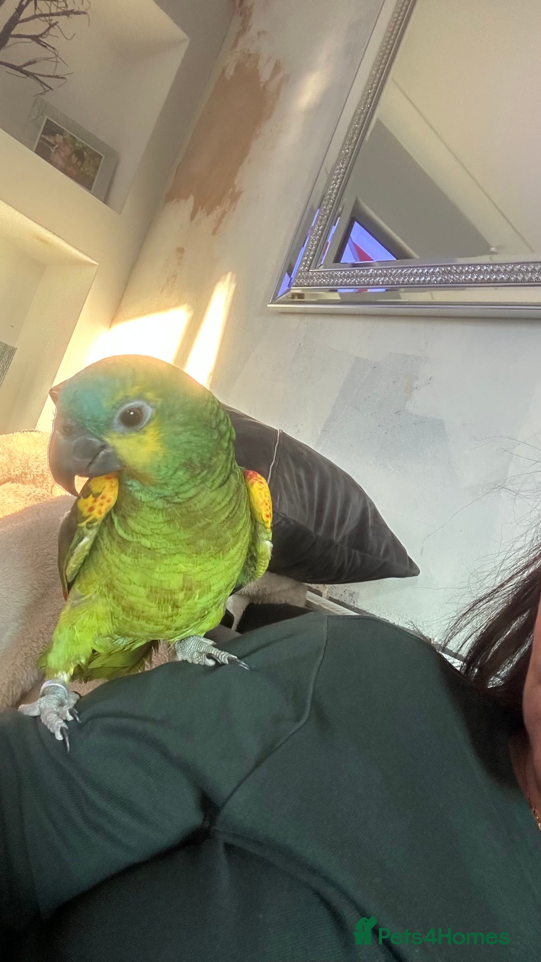 Parrots birds for sale: Blue fronted Amazon semi tame talking  - Image 1