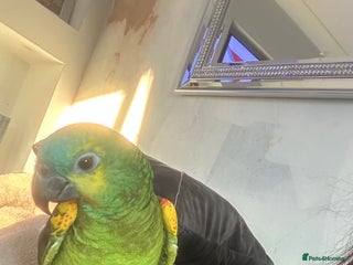 Parrots birds - Advert 2