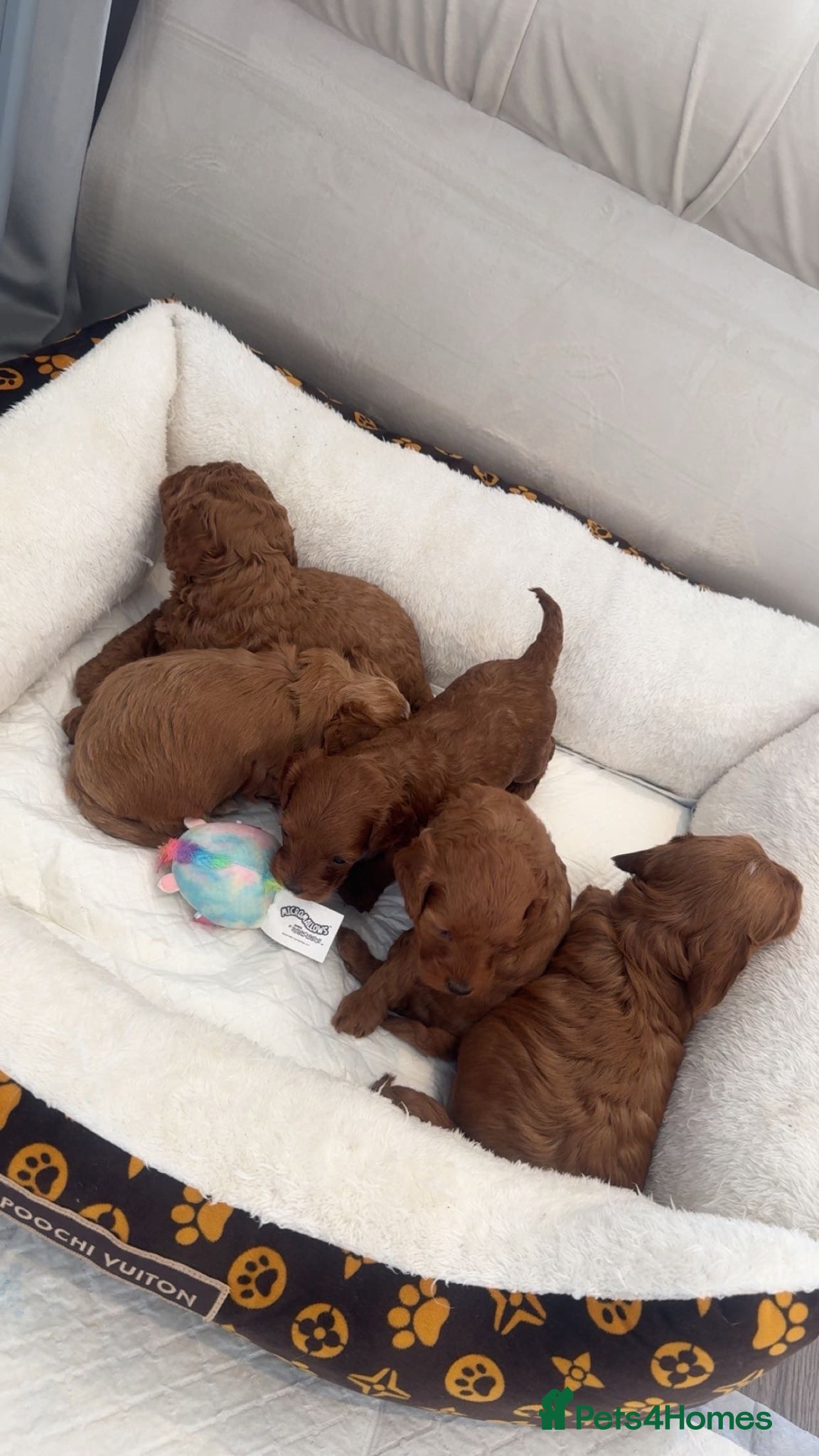 Cockapoo dogs Beautiful cockapoo puppies  - Advert 1