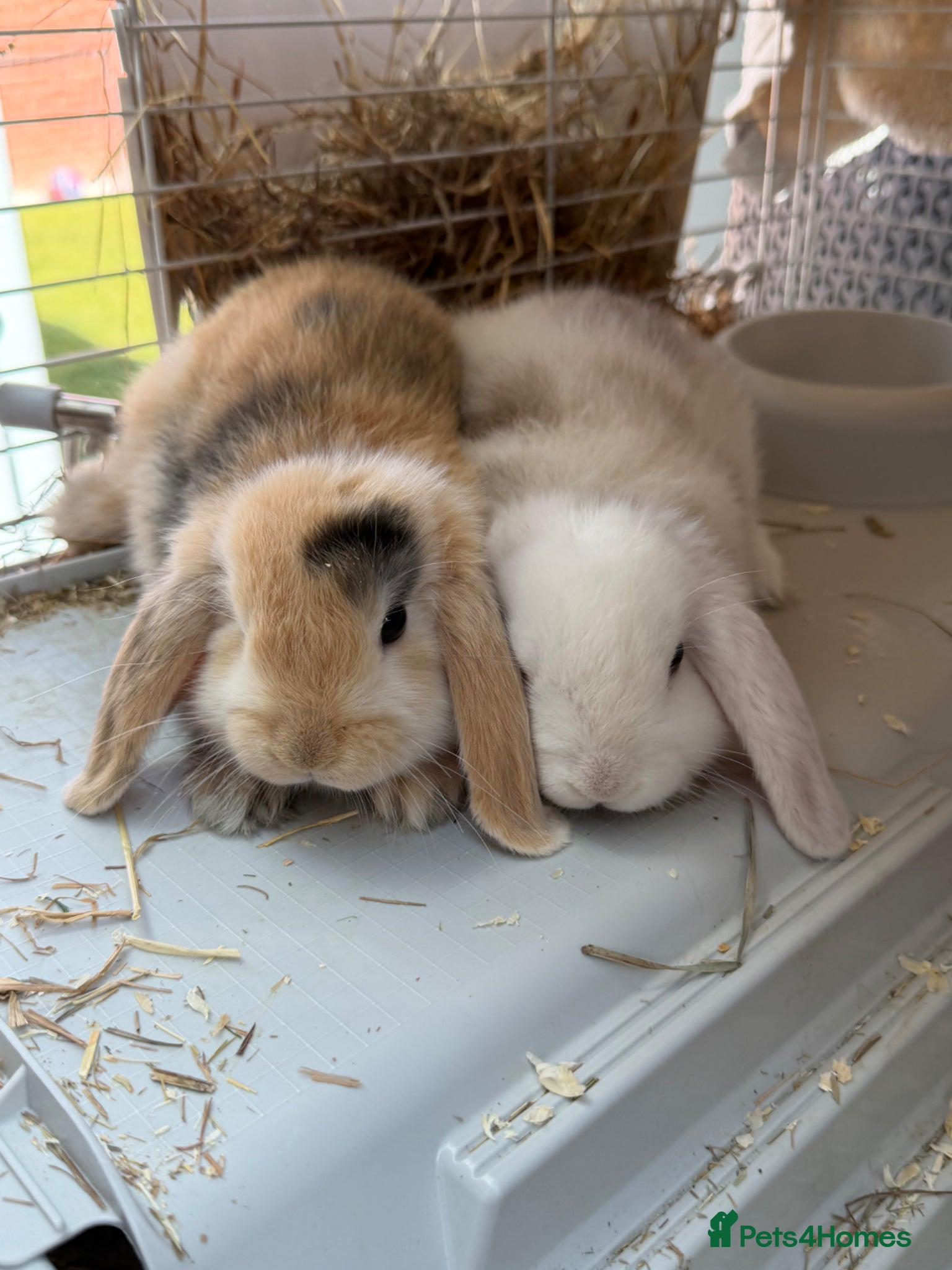 Harlequin rabbits 8 Week Old Female Harlequin Lop Rabbits 🐰💕 - Advert 5