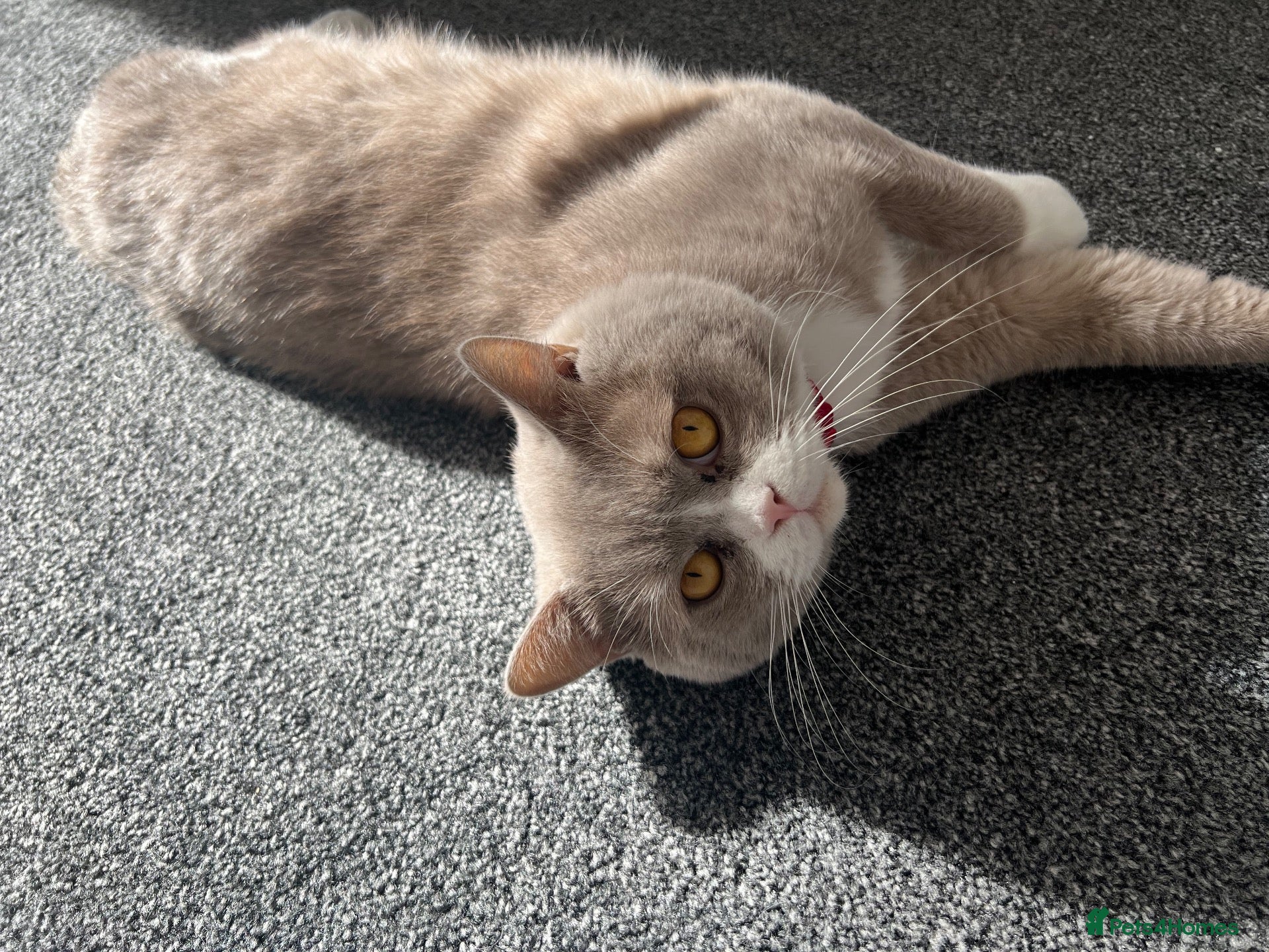British Shorthair cats 🐾 Male British Shorthair Cat for Sale 🐾 - Advert 2