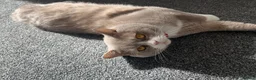 British Shorthair cats for sale: 🐾 Male British Shorthair Cat for Sale 🐾 in Dewsbury - Advert 1