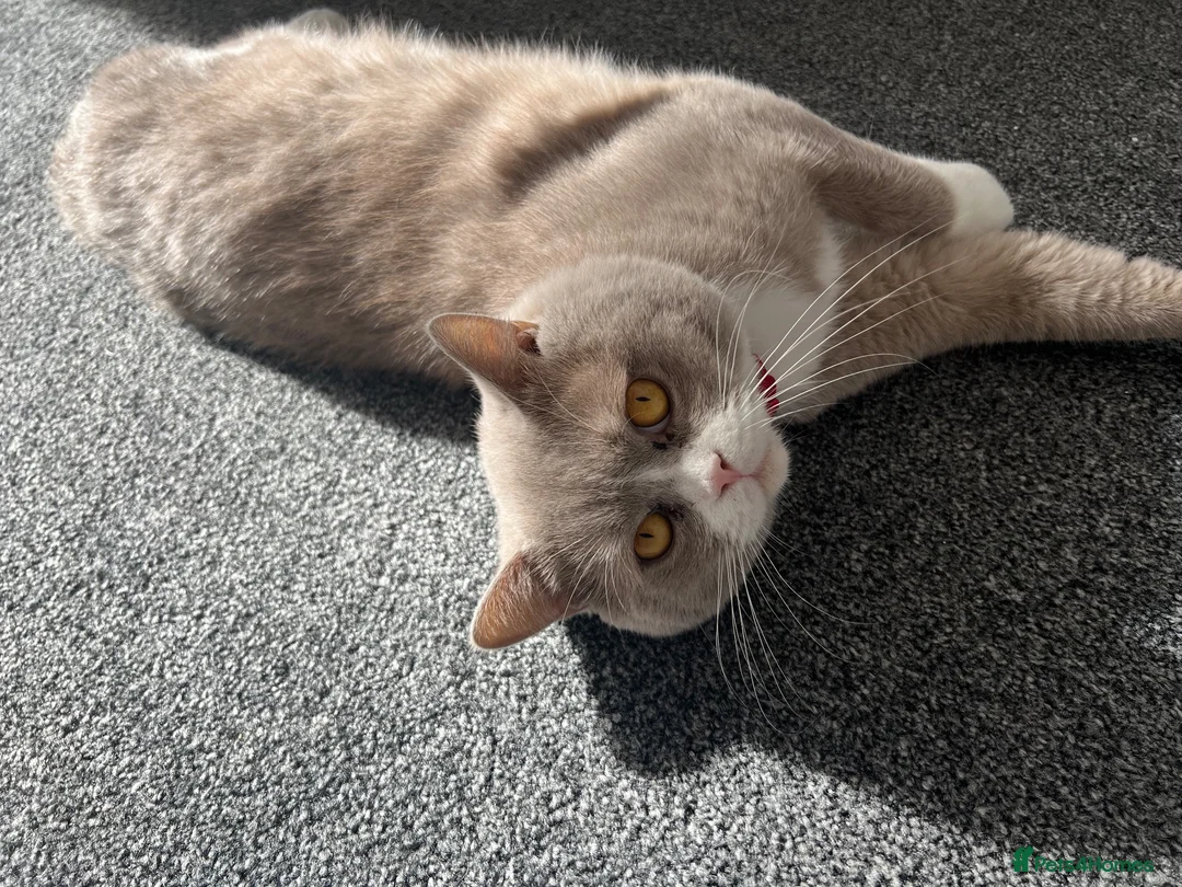 British Shorthair cats for sale: 🐾 Male British Shorthair Cat for Sale 🐾 in Dewsbury - Advert 1