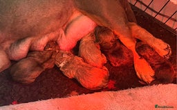 Olde English Bulldogge dogs for sale: Genetic Clear, Hip & Elbow Graded Breeding - Image 2