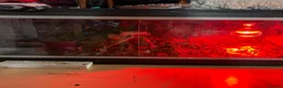 Corn Snake reptiles for sale: Corn snake and enclosure - Advert 2