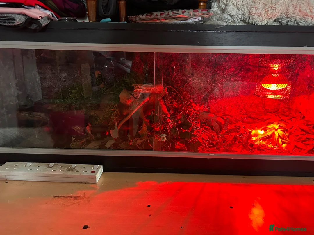 Corn Snake reptiles for sale: Corn snake and enclosure - Advert 2